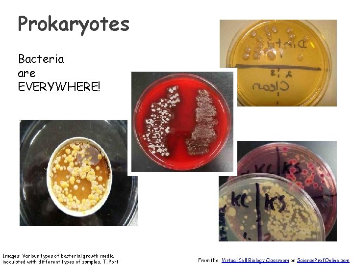 Prokaryotes Bacteria are EVERYWHERE! Images: Various types of bacterial growth media inoculated with different