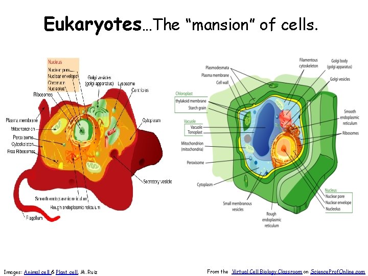 Eukaryotes…The “mansion” of cells. Images: Animal cell & Plant cell, M. Ruiz From the