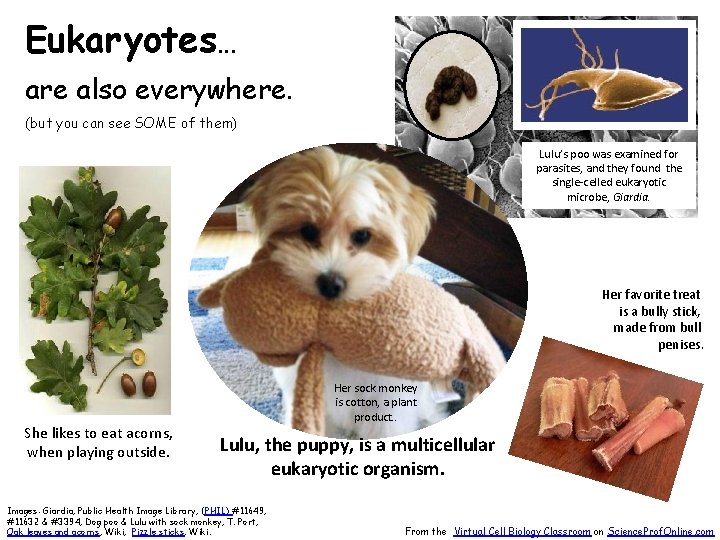 Eukaryotes… are also everywhere. (but you can see SOME of them) Lulu’s poo was