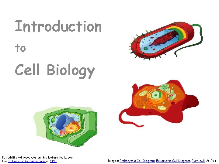 Introduction to Cell Biology For additional resources on this lecture topic, see the Prokaryotic