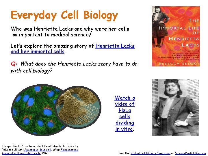 Everyday Cell Biology Who was Henrietta Lacks and why were her cells so important