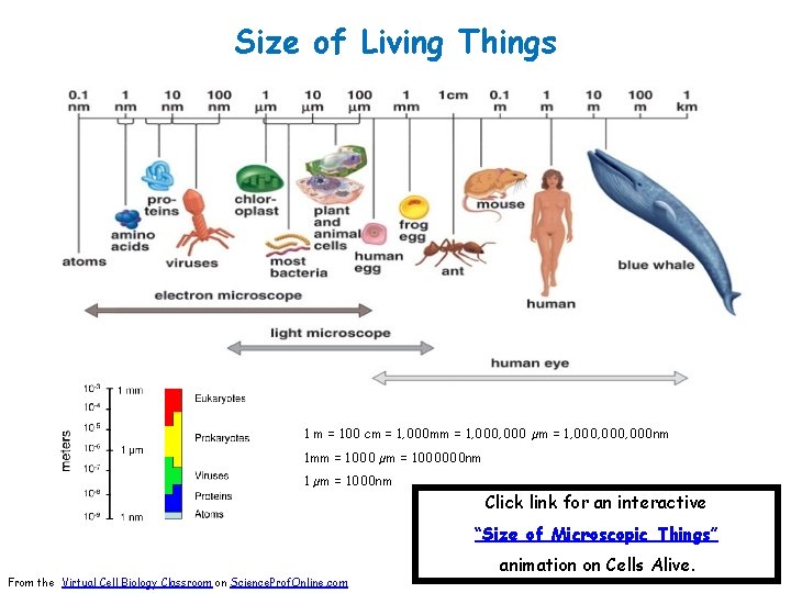 Size of Living Things 1 m = 100 cm = 1, 000 mm =