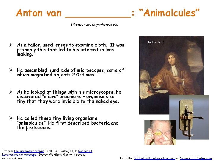 Anton van ______: “Animalcules” (Pronounced Lay-when-hook) Ø As a tailor, used lenses to examine