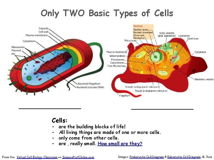 Only TWO Basic Types of Cells _____________________ Cells: - are the building blocks of