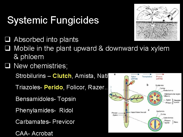 Systemic Fungicides q Absorbed into plants q Mobile in the plant upward & downward