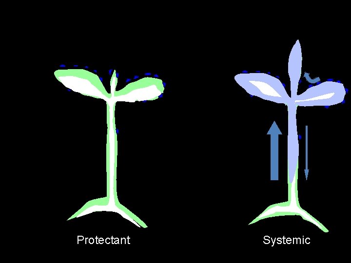 Fungicide categories Protectant Systemic 