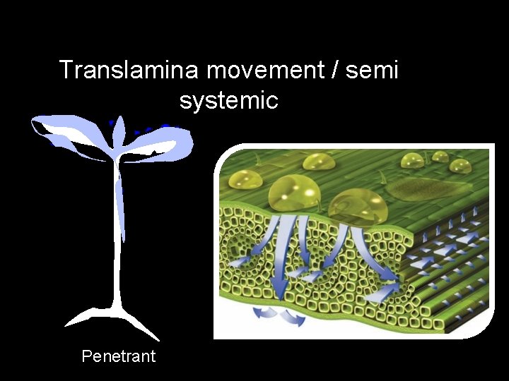 Translamina movement / semi systemic Penetrant 