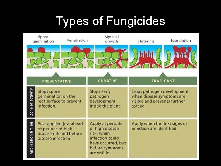 Types of Fungicides 