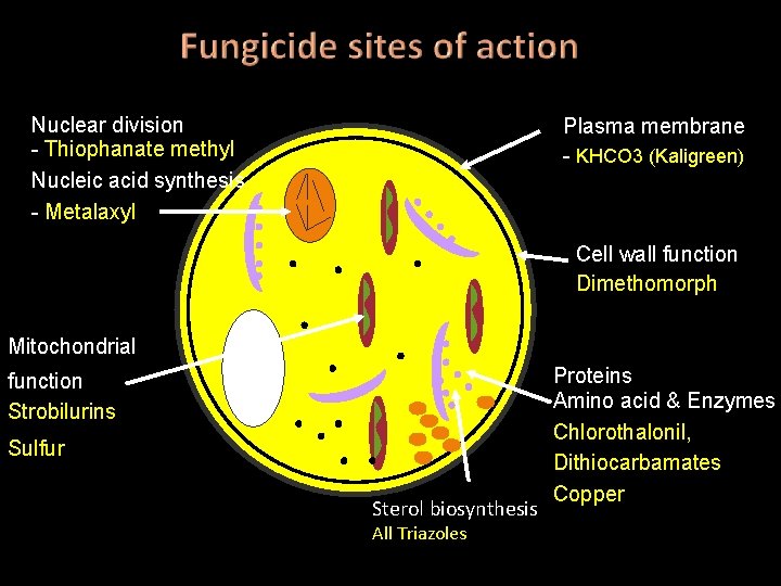 Nuclear division - Thiophanate methyl Nucleic acid synthesis - Metalaxyl Plasma membrane - KHCO