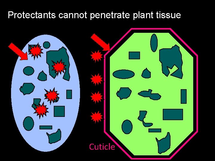 Protectants cannot penetrate plant tissue Cuticle 