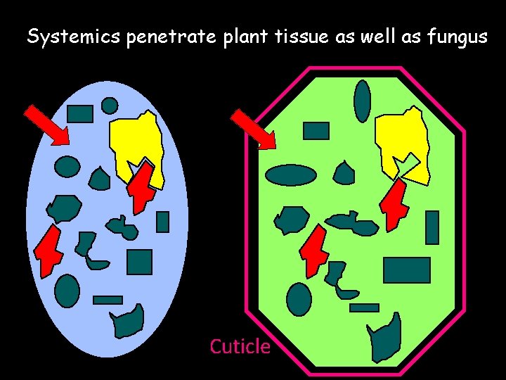 Systemics penetrate plant tissue as well as fungus Cuticle 