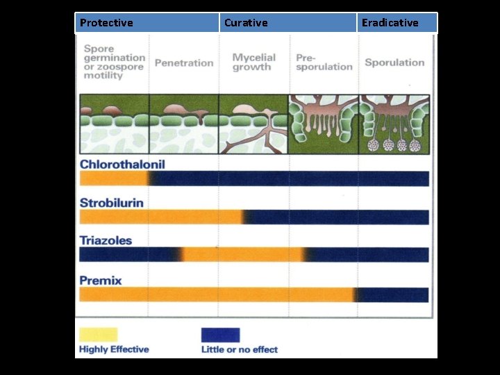 Protective Curative Eradicative 