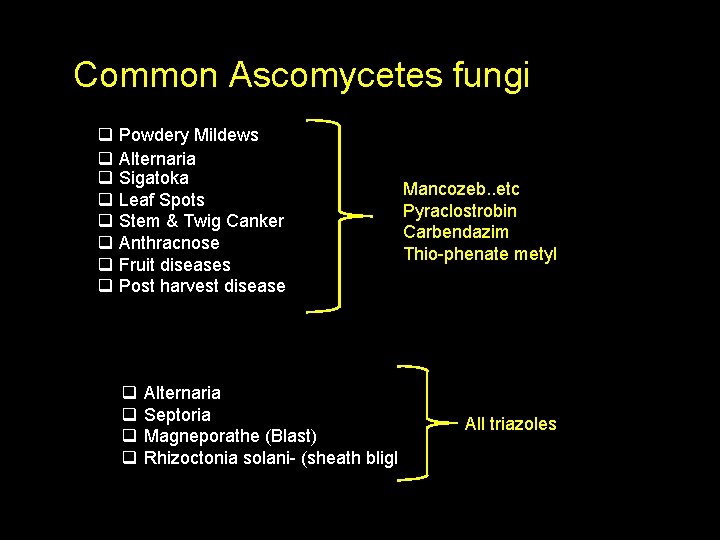 Common Ascomycetes fungi q q q q Powdery Mildews Alternaria Sigatoka Leaf Spots Stem