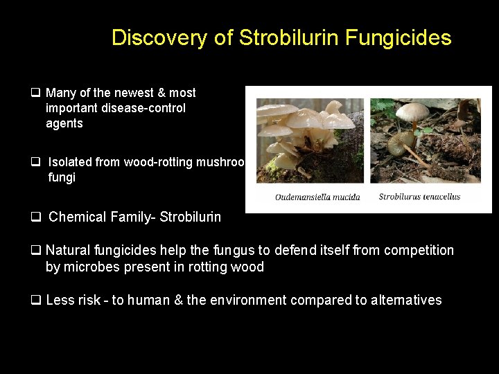 Discovery of Strobilurin Fungicides q Many of the newest & most important disease-control agents