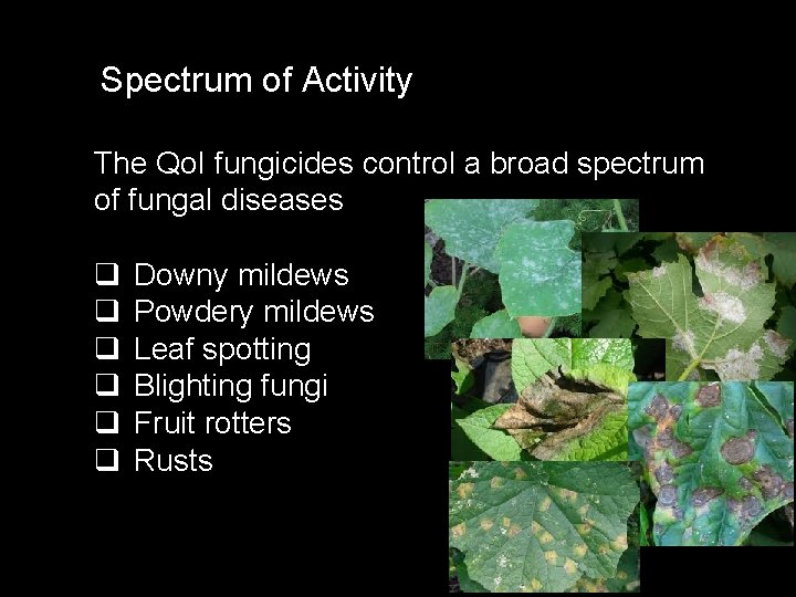 Spectrum of Activity The Qo. I fungicides control a broad spectrum of fungal diseases