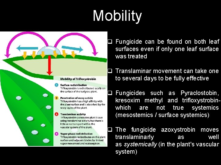 Mobility q Fungicide can be found on both leaf surfaces even if only one