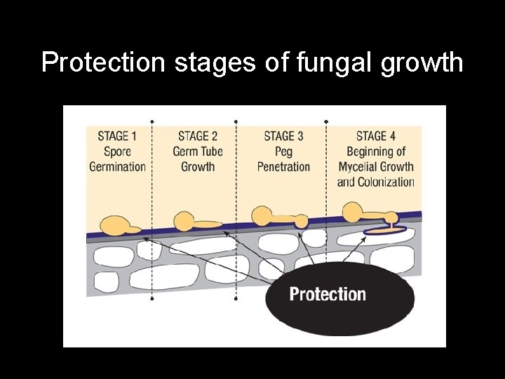 Protection stages of fungal growth 