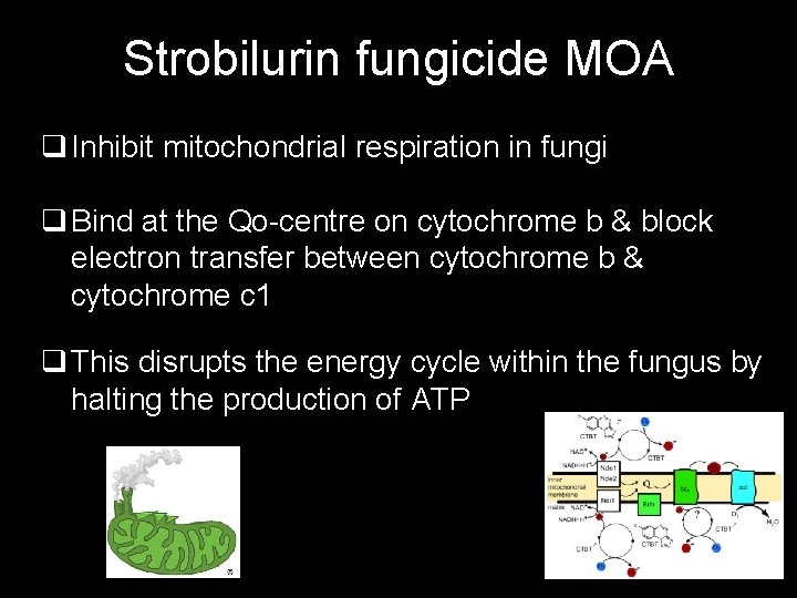 Strobilurin fungicide MOA q Inhibit mitochondrial respiration in fungi q Bind at the Qo-centre