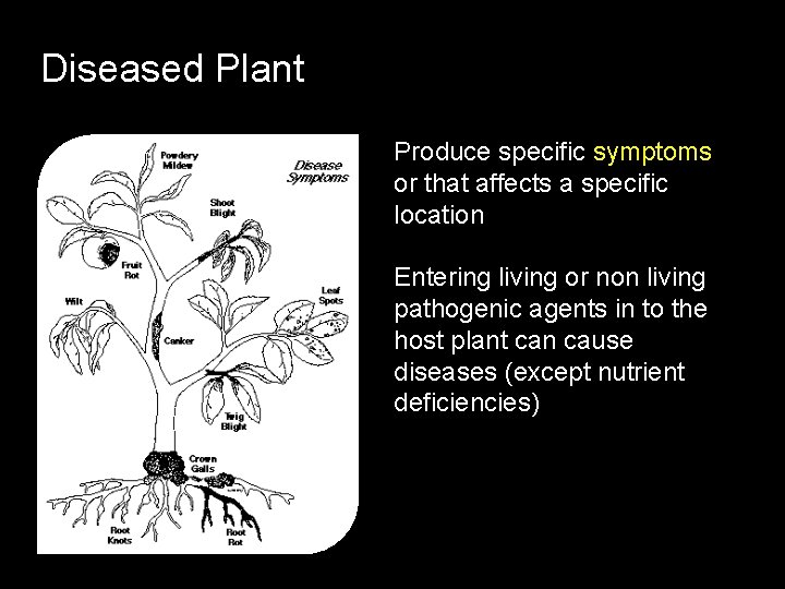 Diseased Plant Produce specific symptoms or that affects a specific location Entering living or
