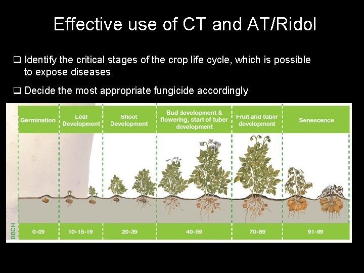 Effective use of CT and AT/Ridol q Identify the critical stages of the crop