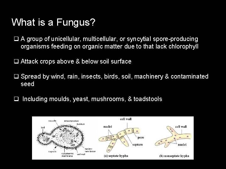 What is a Fungus? q A group of unicellular, multicellular, or syncytial spore-producing organisms