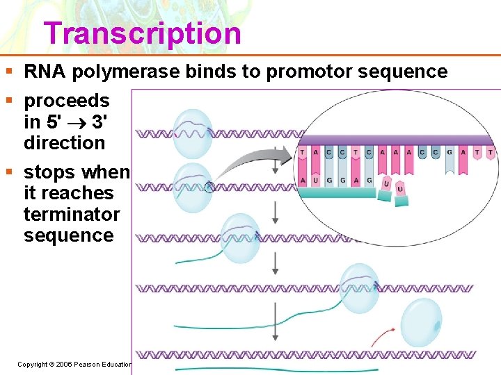 Transcription § RNA polymerase binds to promotor sequence § proceeds in 5' 3' direction