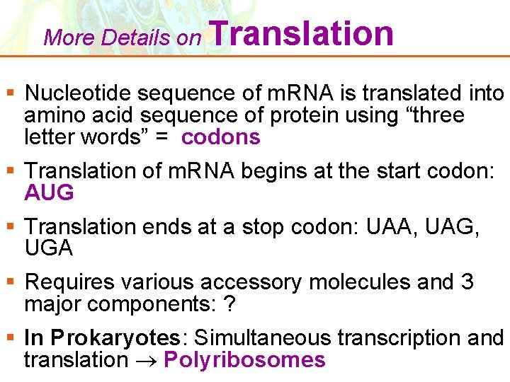 More Details on Translation § Nucleotide sequence of m. RNA is translated into amino