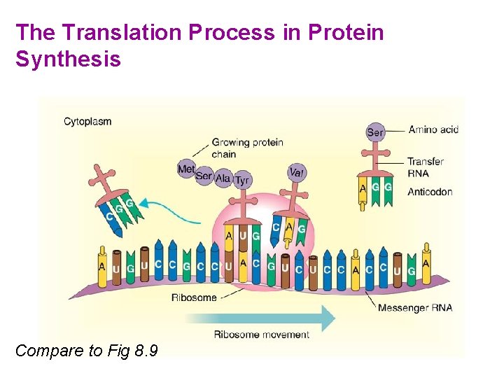 The Translation Process in Protein Synthesis Compare to Fig 8. 9 