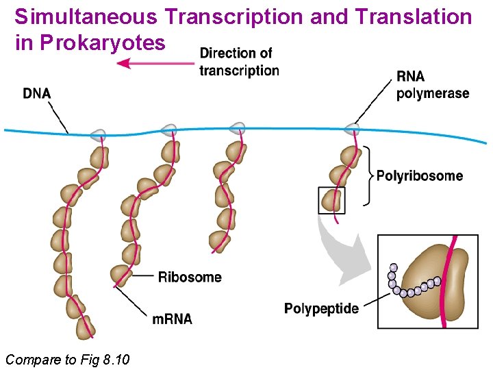 Continuous Transcription and Translation Simultaneous Transcription and Translation in Prokaryotes Compare to Fig 8.