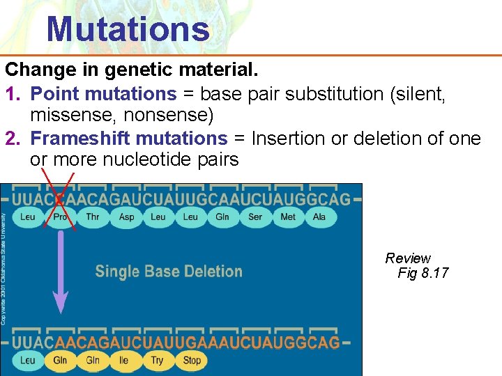 Mutations Change in genetic material. 1. Point mutations = base pair substitution (silent, missense,