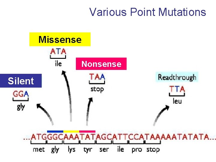 Various Point Mutations Missense Nonsense Silent 