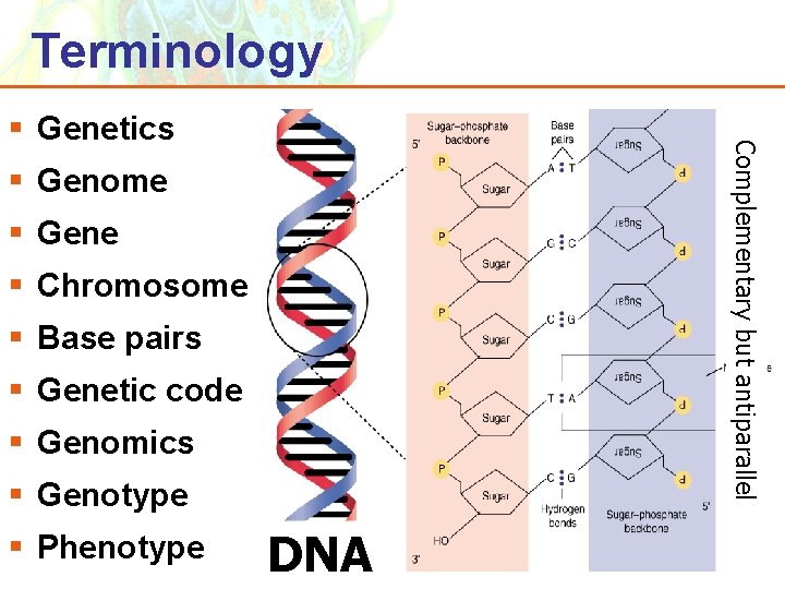 Terminology Complementary but antiparallel § Genetics § Genome § Gene § Chromosome § Base