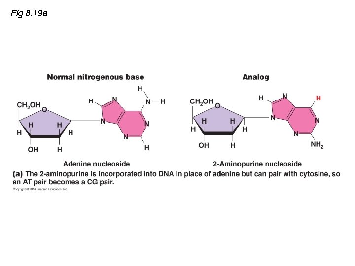 Fig 8. 19 a 