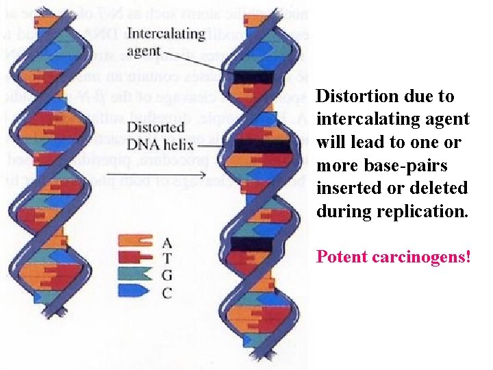 Distortion due to intercalating agent will lead to one or more base-pairs inserted or