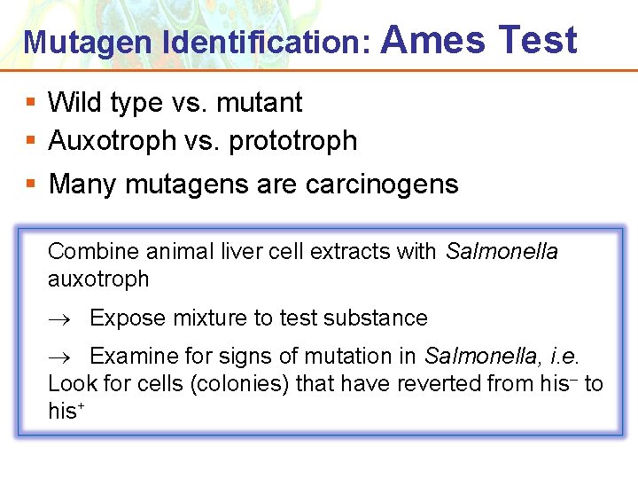 Mutagen Identification: Ames Test § Wild type vs. mutant § Auxotroph vs. prototroph §