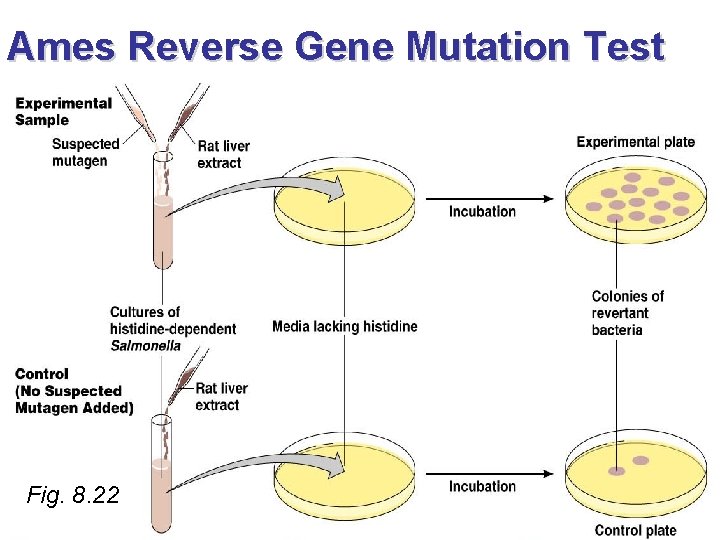 Ames Reverse Gene Mutation Test Fig. 8. 22 