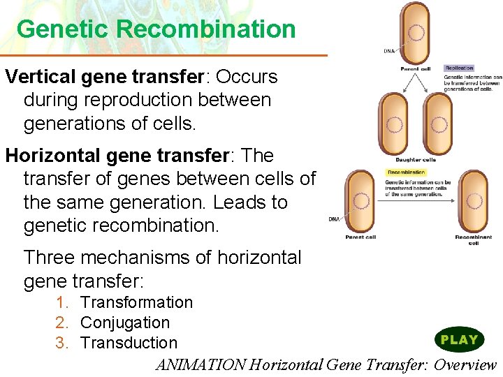 Genetic Recombination Vertical gene transfer: Occurs during reproduction between generations of cells. Horizontal gene