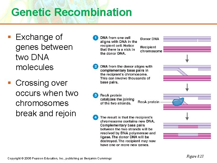 Genetic Recombination § Exchange of genes between two DNA molecules § Crossing over occurs