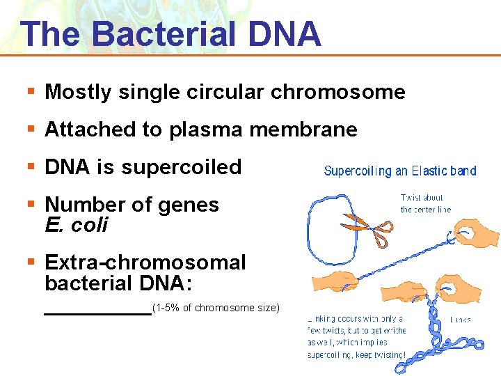 The Bacterial DNA § Mostly single circular chromosome § Attached to plasma membrane §