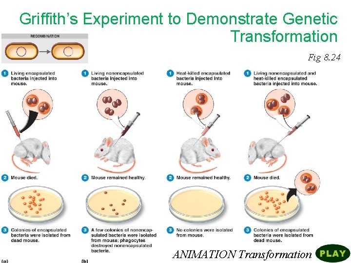 Griffith’s Experiment to Demonstrate Genetic Transformation Fig 8. 24 ANIMATION Transformation 