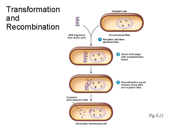 Transformation and Recombination Fig 8. 25 