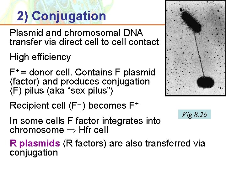 2) Conjugation Plasmid and chromosomal DNA transfer via direct cell to cell contact High