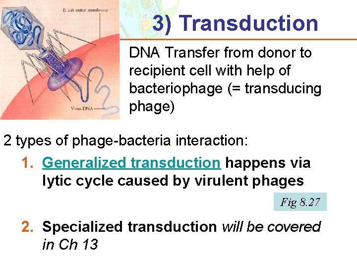 3) Transduction DNA Transfer from donor to recipient cell with help of bacteriophage (=