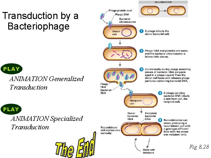 Transduction by a Bacteriophage ANIMATION Generalized Transduction ANIMATION Specialized Transduction Fig 8. 28 