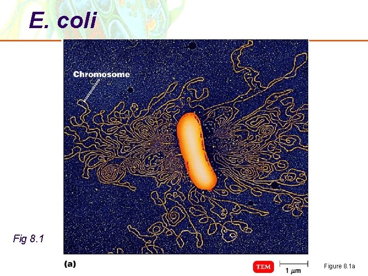 E. coli Fig 8. 1 Copyright © 2006 Pearson Education, Inc. , publishing as