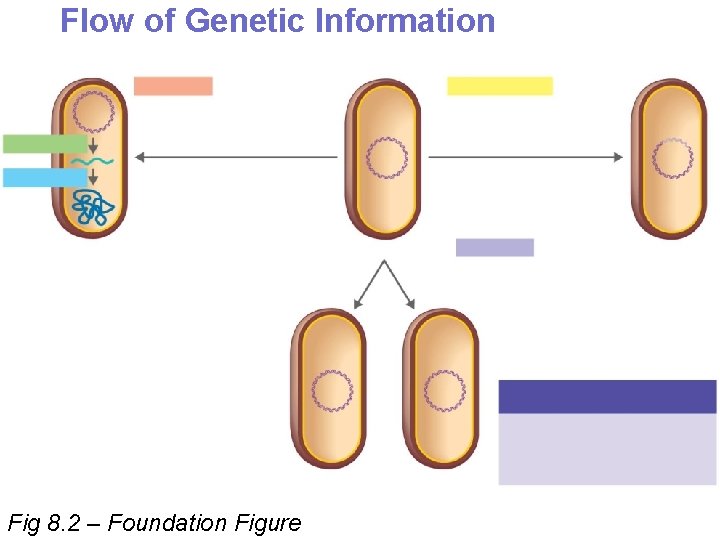 Flow of Genetic Information Fig 8. 2 – Foundation Figure 