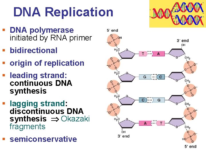 DNA Replication § DNA polymerase initiated by RNA primer § bidirectional § origin of