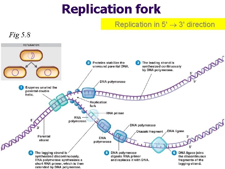 Replication fork Replication in 5' 3' direction Fig 5. 8 