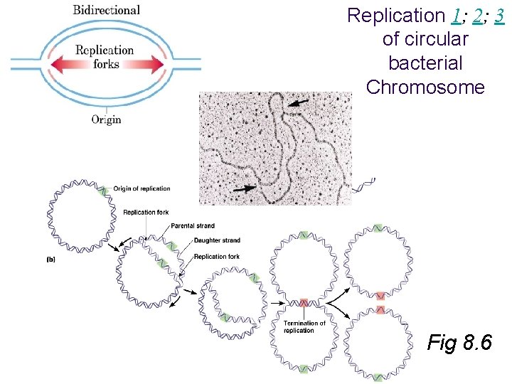 Replication 1; 2; 3 of circular bacterial Chromosome Fig 8. 6 