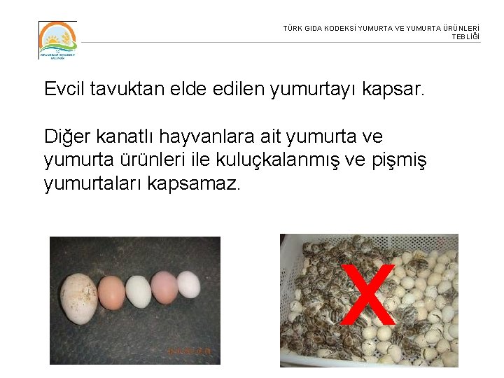 TÜRK GIDA KODEKSİ YUMURTA VE YUMURTA ÜRÜNLERİ TEBLİĞİ Evcil tavuktan elde edilen yumurtayı kapsar.